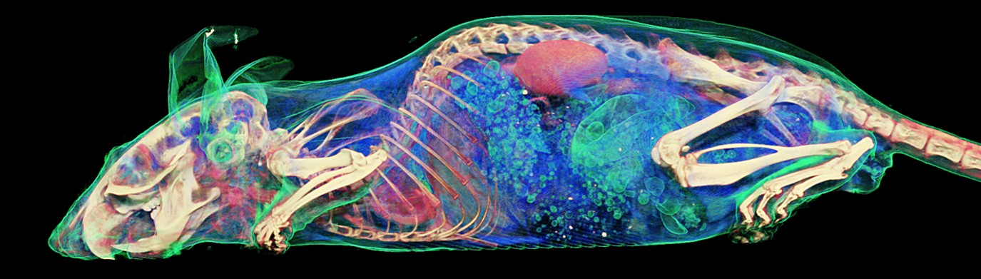 skan_myszy_in-vivo_z_wyszczegolnieniem_struktur_anatomicznych_bruker.jpg